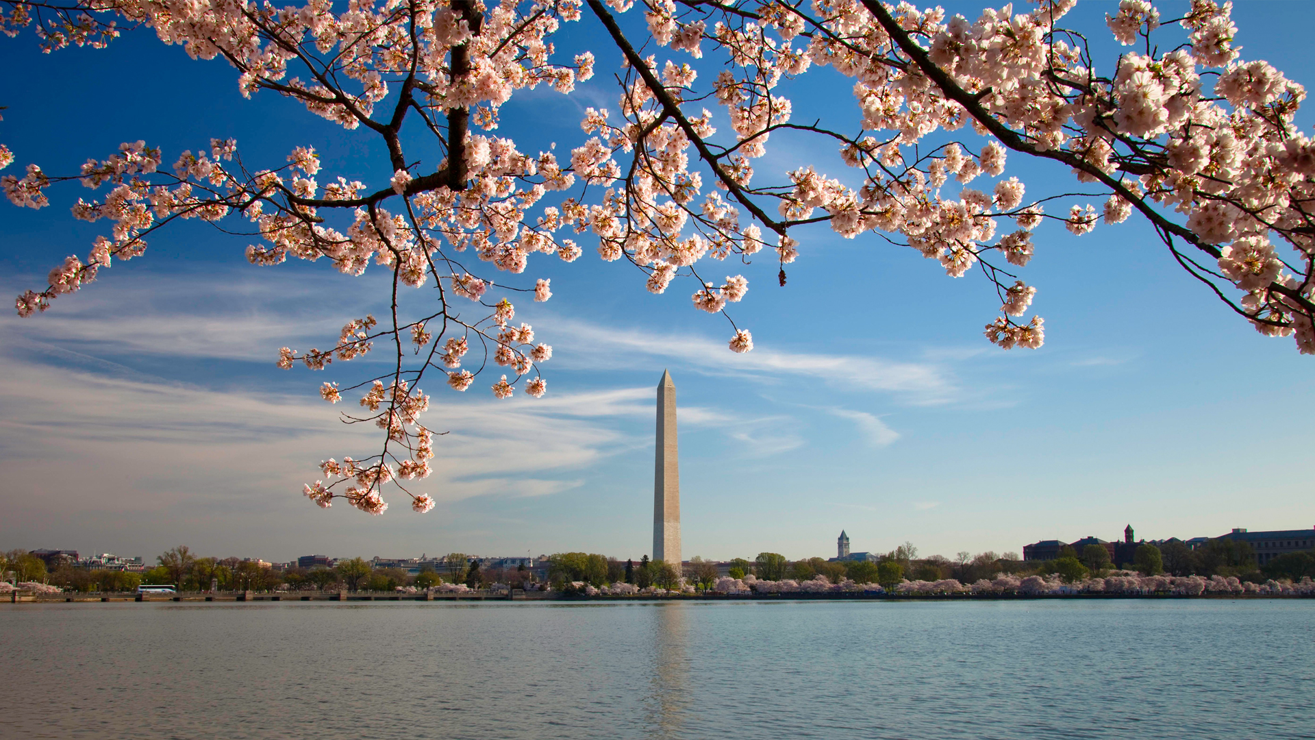 Cherry blossom tree and Washington Monument