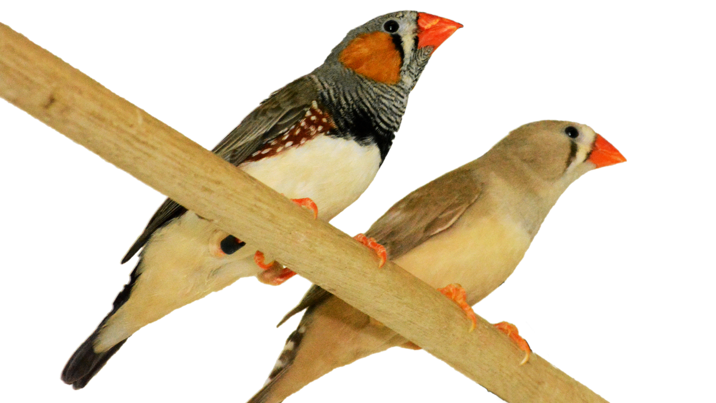 A male and a female zebra finch, sitting on a branch